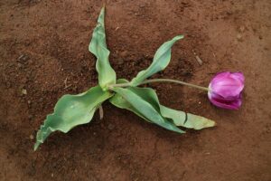 dead, tulip, flower